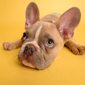 Liya Kebede Net Worth: No Data In Context